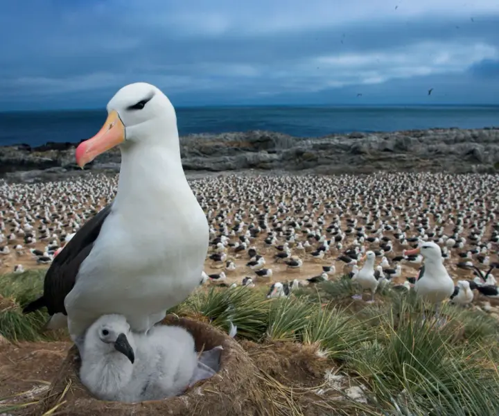 Albatros - ptak oceanów i pomysł na rodzinną lekcję przyrody