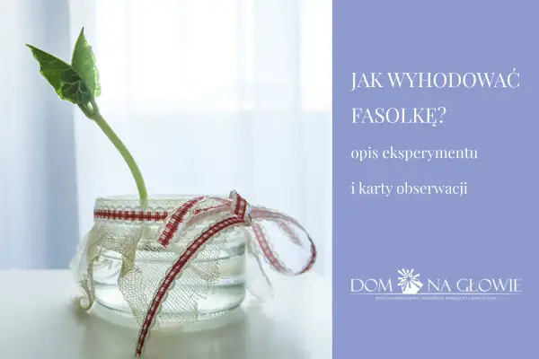 Hodowla fasoli na gazie - jak uniknąć błędów i pleśni?